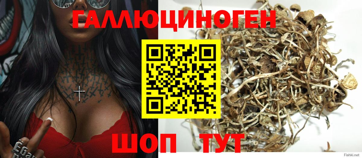 Псилоцибиновые грибы Cubensis  Вход с VPN  Азнакаево 